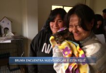 ¡Final feliz para muchos gatitos rescatados de otros que estaban muertos en un refrigerador en La Paz!