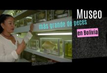 Bolivia alberga el tercer museo ictícola más grande de Sudamérica, un tesoro de la biodiversidad acuática