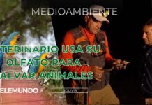 Veterinario une conocimiento ancestral con ciencia moderna para salvar animales silvetres